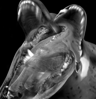 sharks2-bw-small